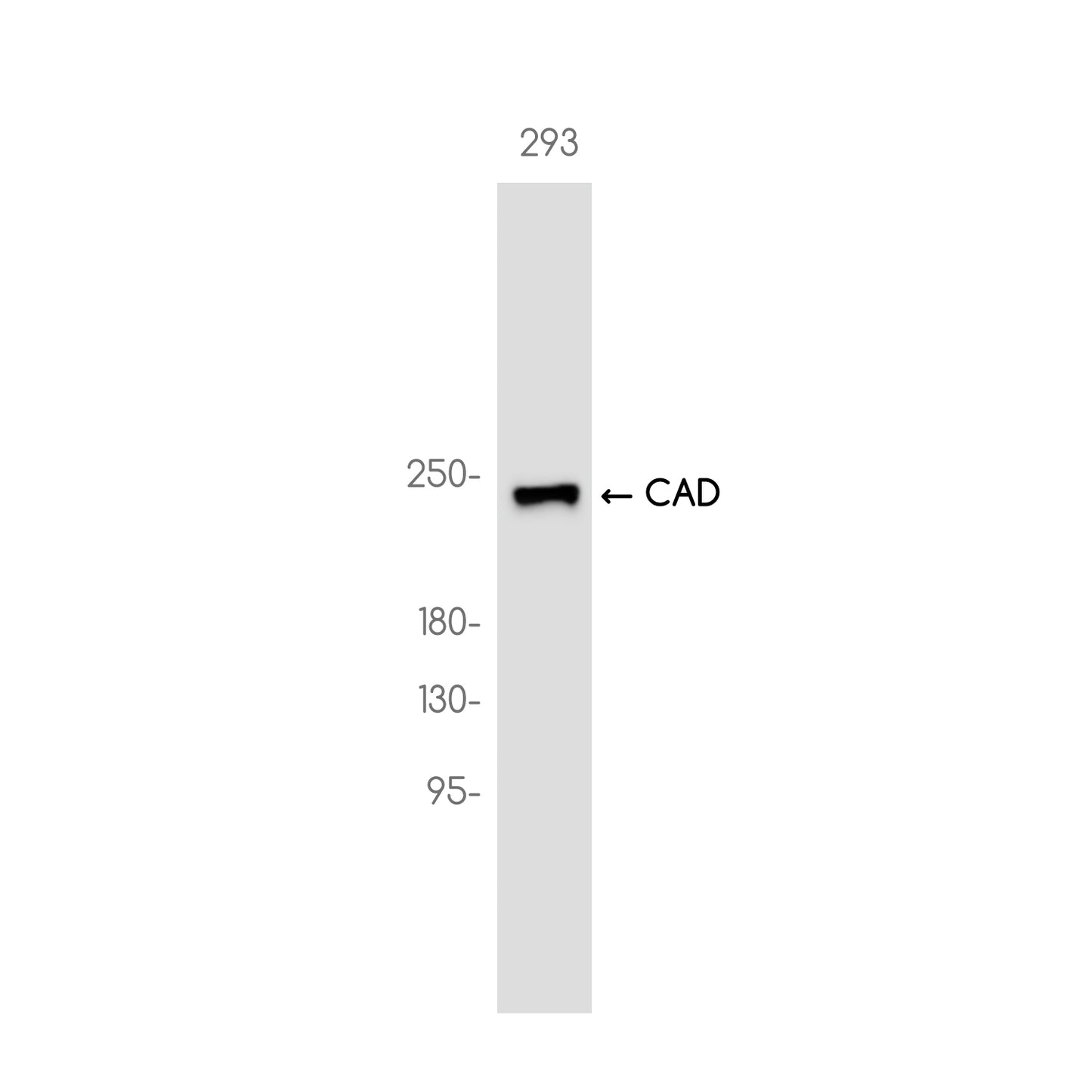 CAD Rabbit Monoclonal Antibody
