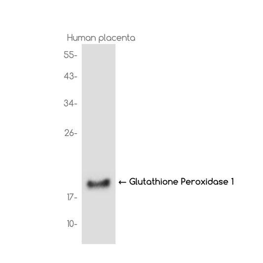 Glutathione Peroxidase 1 Rabbit Monoclonal Antibody