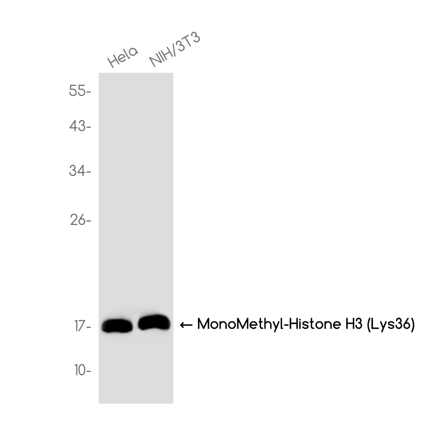 MonoMethyl-Histone H3 (Lys36) Rabbit Monoclonal Antibody