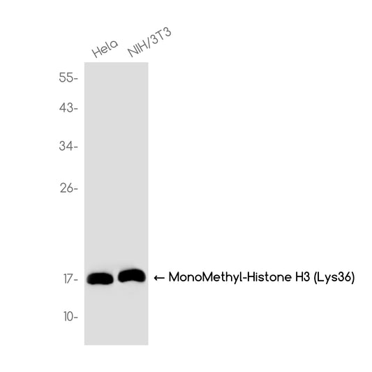 MonoMethyl-Histone H3 (Lys36) Rabbit Monoclonal Antibody