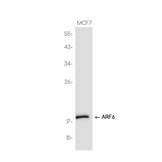 ARF6 Rabbit Monoclonal Antibody