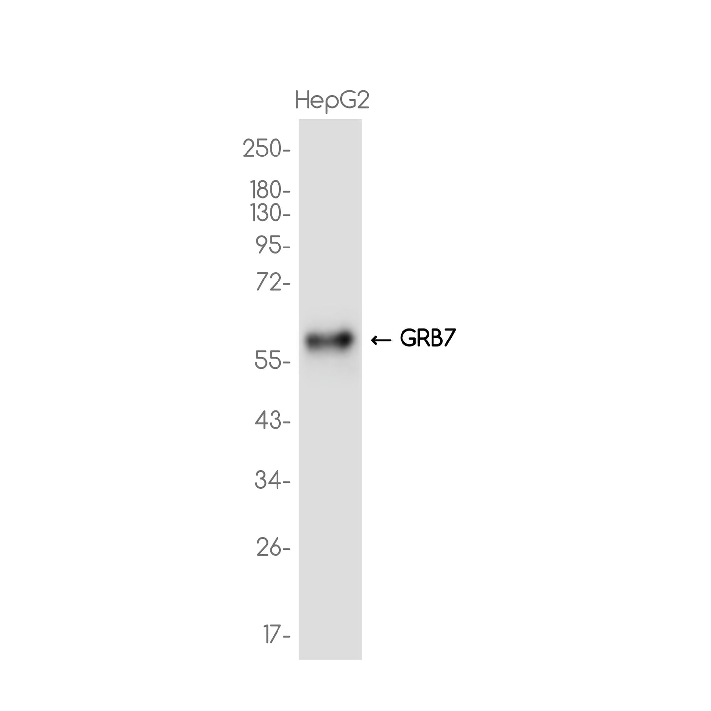 GRB7 Rabbit Monoclonal Antibody
