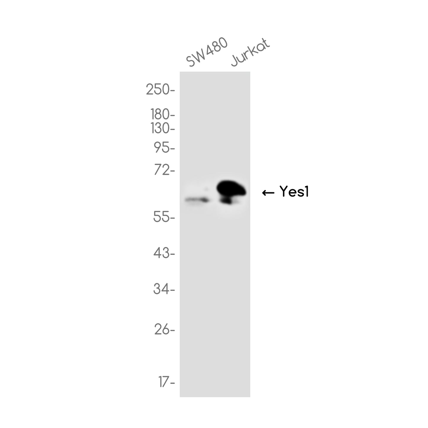 Yes1 Rabbit Monoclonal Antibody
