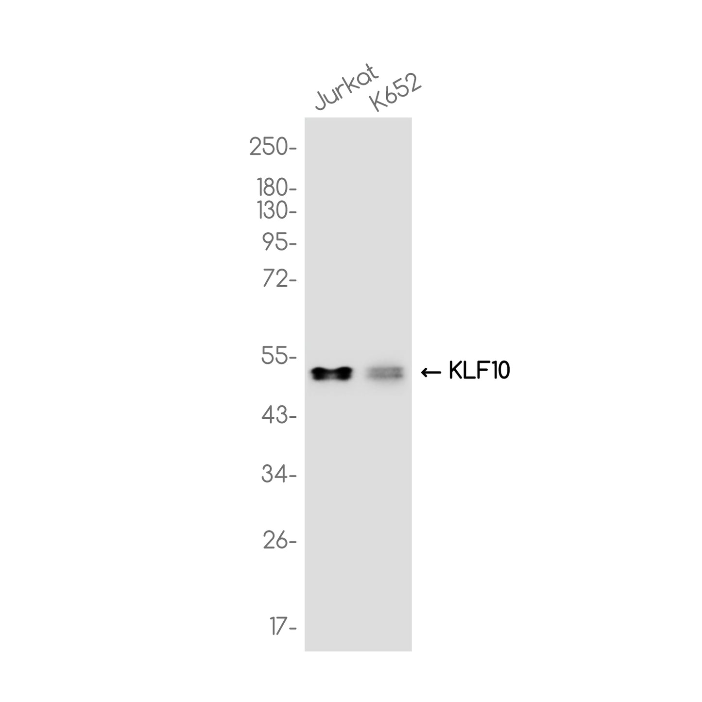 KLF10 Rabbit Monoclonal Antibody
