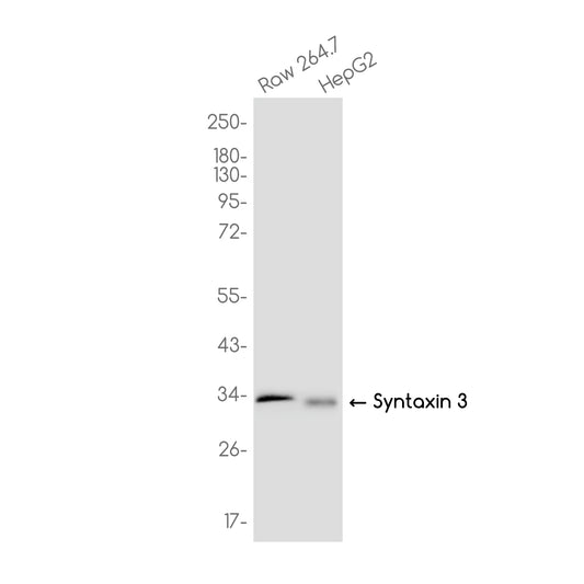 Syntaxin 3 Rabbit Monoclonal Antibody