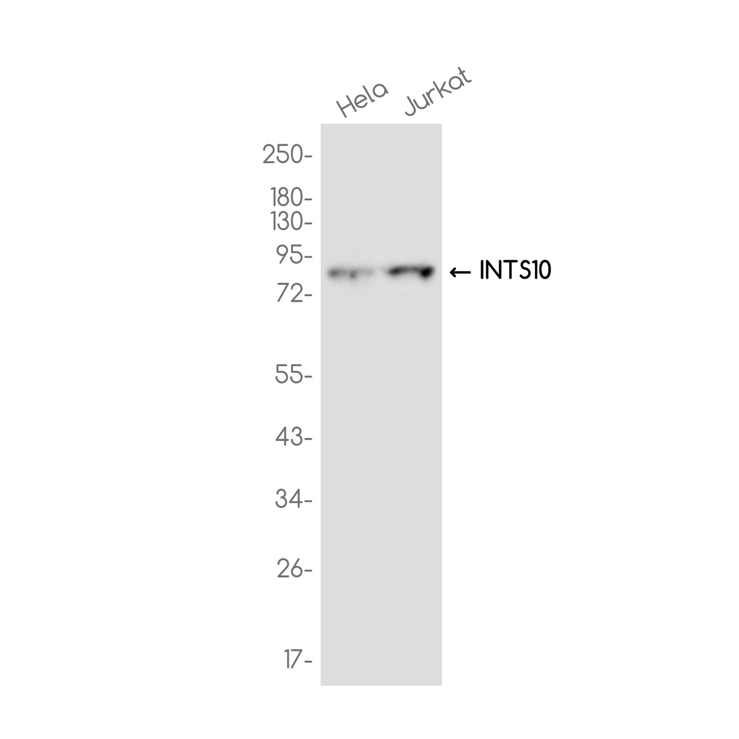 INTS10 Rabbit Monoclonal Antibody