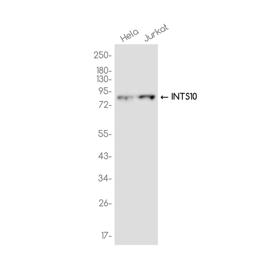 INTS10 Rabbit Monoclonal Antibody