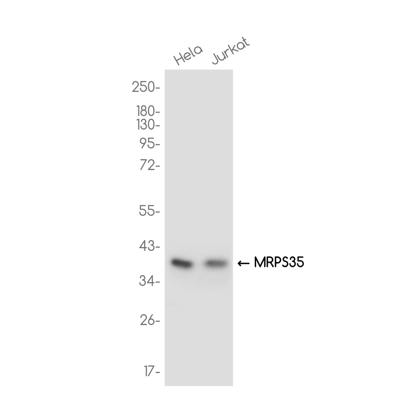 MRPS35 Rabbit Monoclonal Antibody