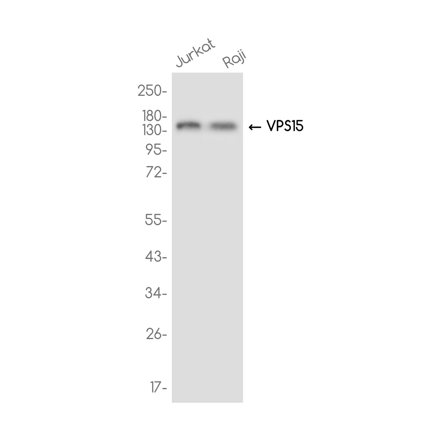 PI 3 Kinase p150 Rabbit Monoclonal Antibody