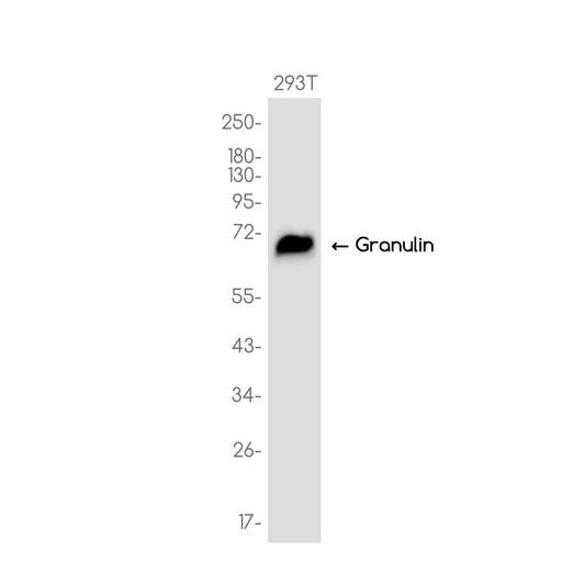 Granulin Rabbit Monoclonal Antibody