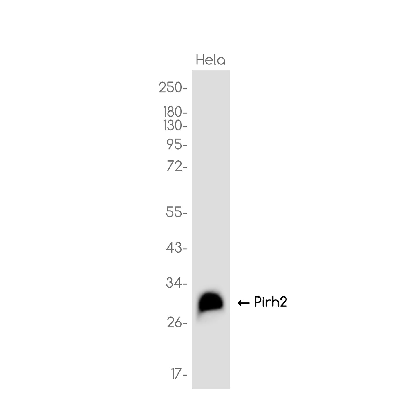 Pirh2 Rabbit Monoclonal Antibody