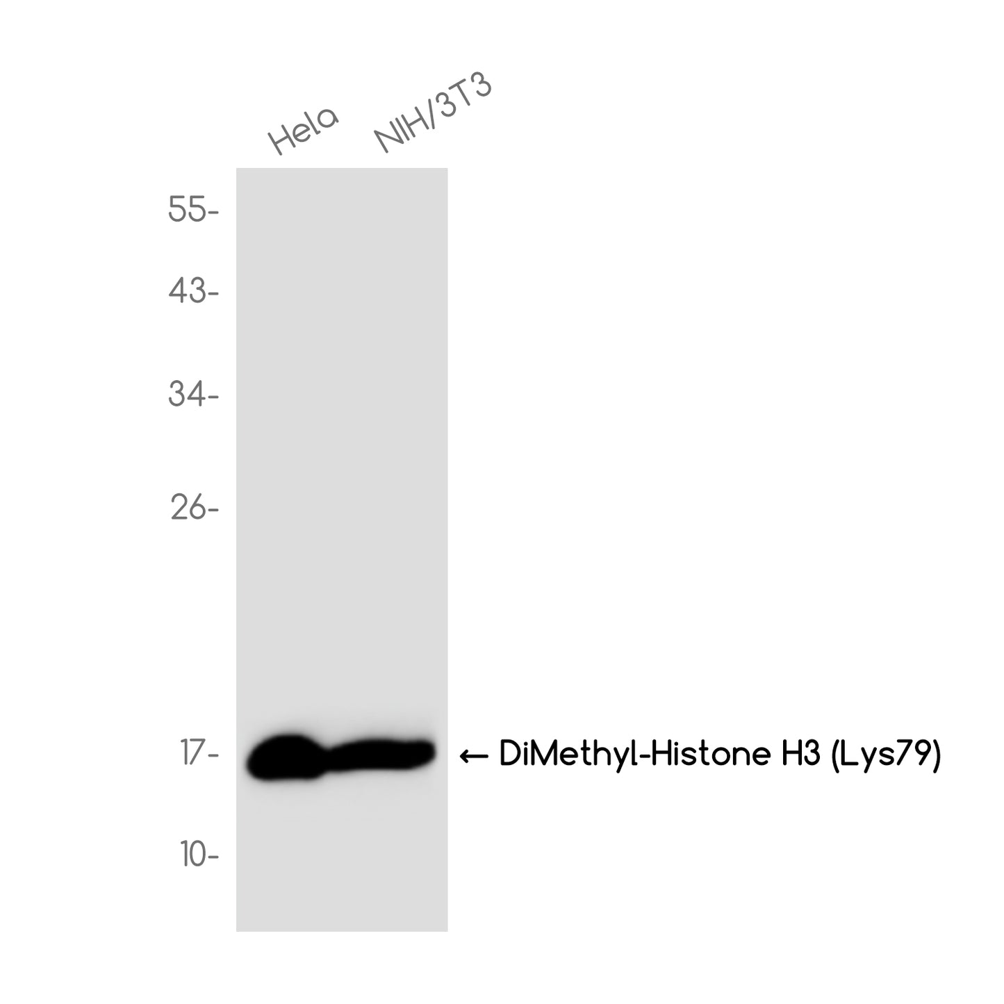 DiMethyl-Histone H3 (Lys79) Rabbit Monoclonal Antibody