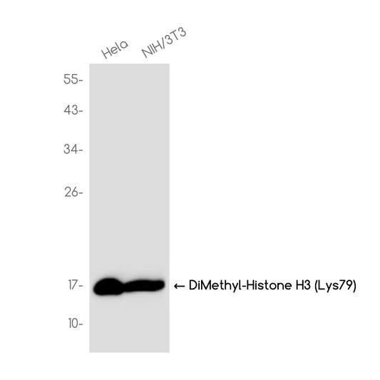 DiMethyl-Histone H3 (Lys79) Rabbit Monoclonal Antibody