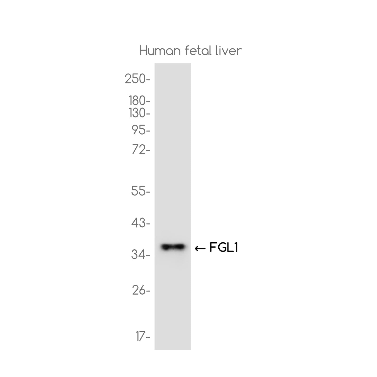 FGL1 Rabbit Monoclonal Antibody