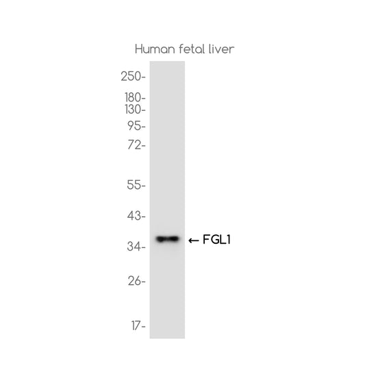 FGL1 Rabbit Monoclonal Antibody