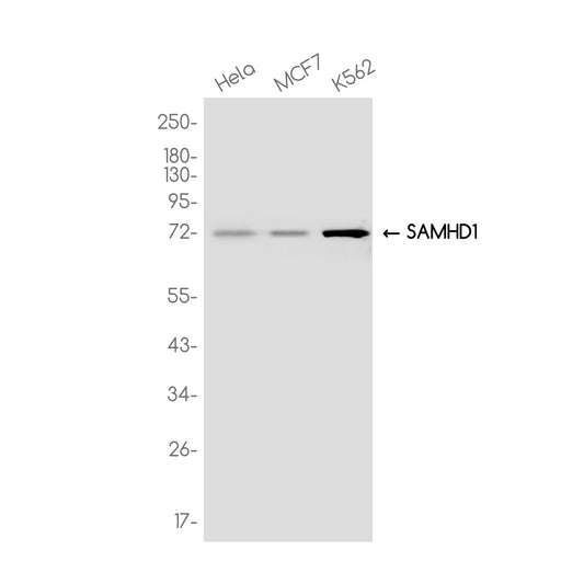 SAMHD1 Rabbit Monoclonal Antibody