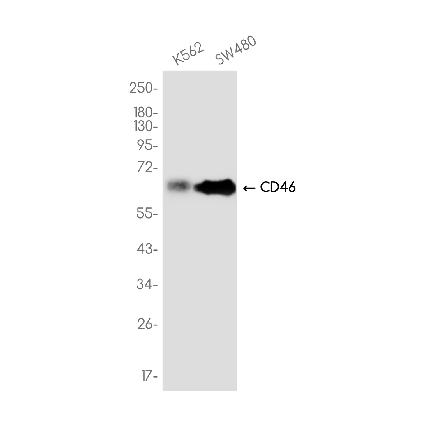 CD46 Rabbit Monoclonal Antibody