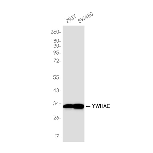 14-3-3 epsilon Rabbit Monoclonal Antibody