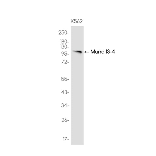 Munc 13-4 Rabbit Monoclonal Antibody