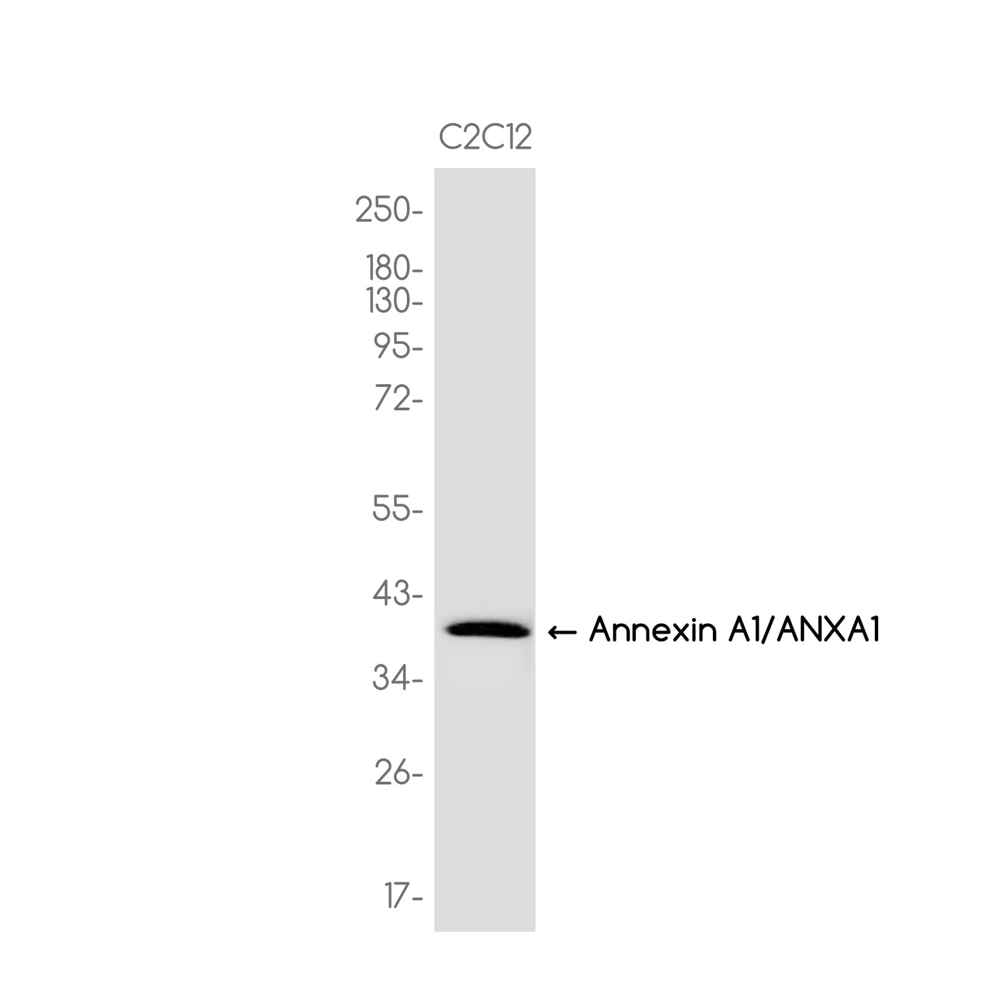 Annexin A1/ANXA1 Rabbit Monoclonal Antibody