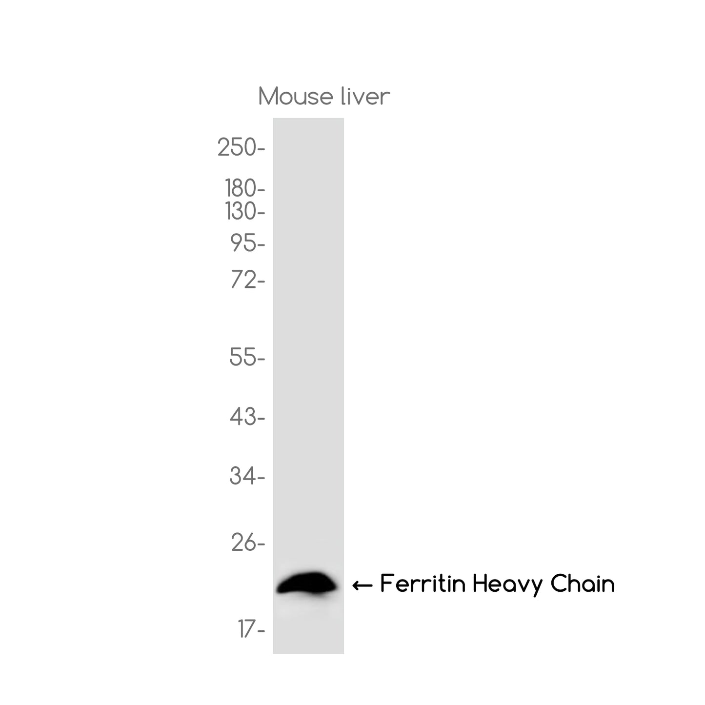 Ferritin Heavy Chain Rabbit Monoclonal Antibody