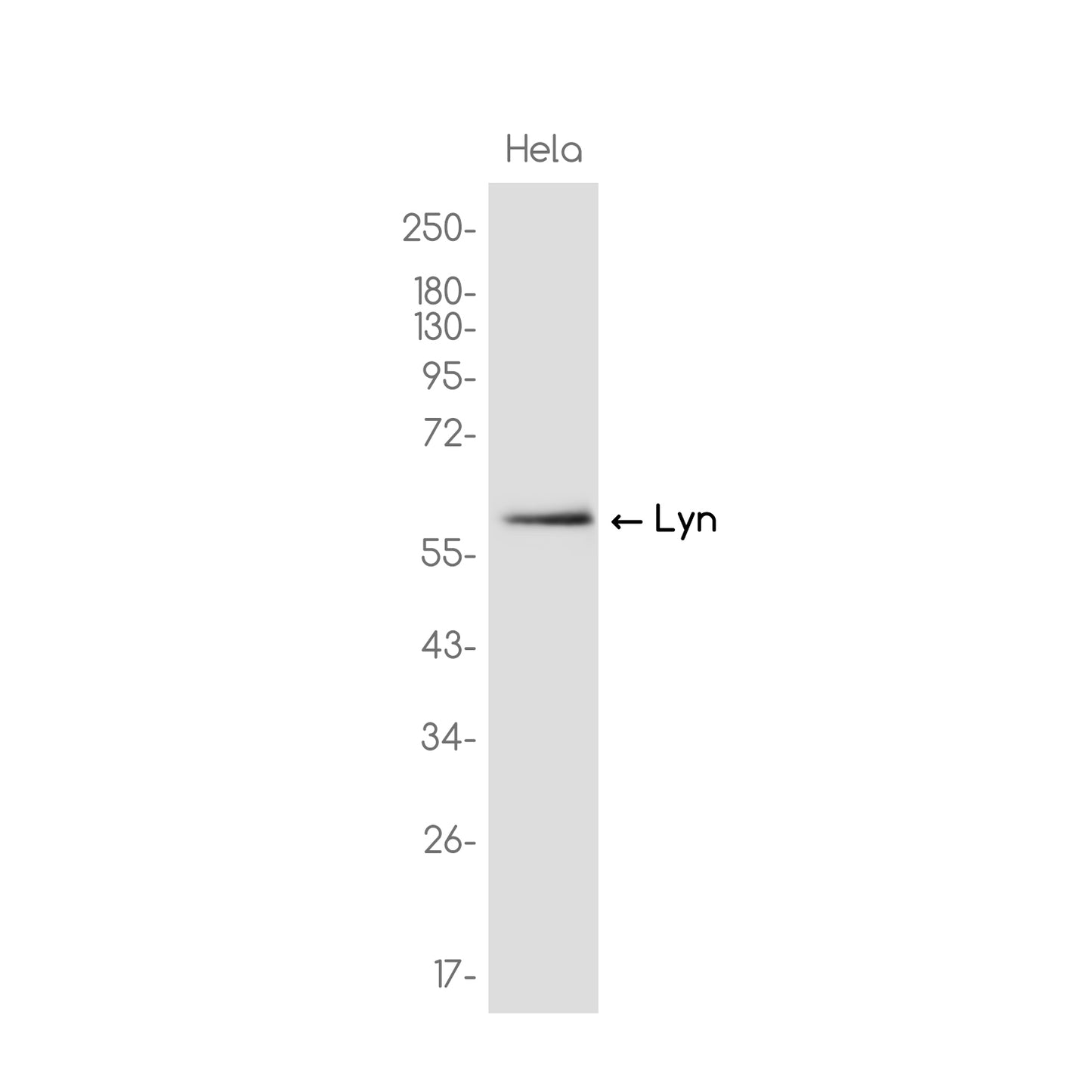 Lyn Rabbit Monoclonal Antibody