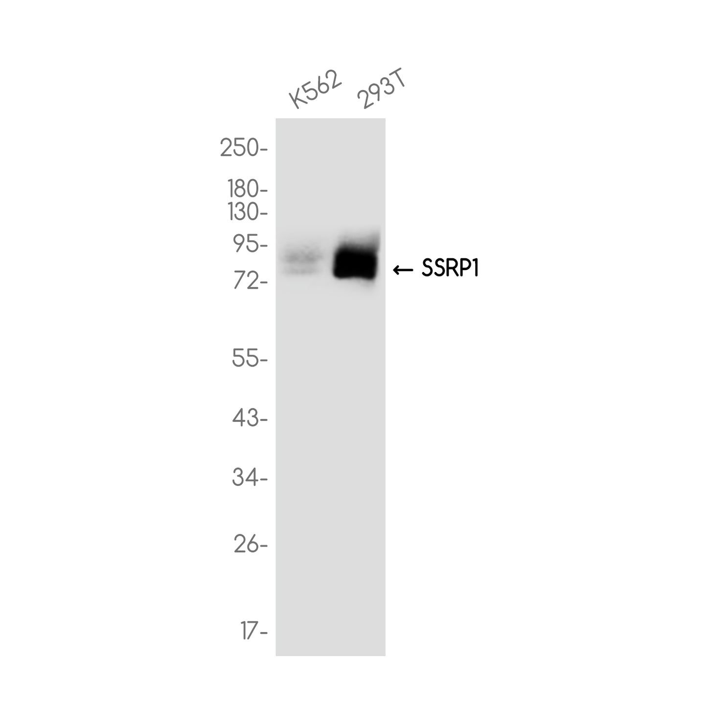 SSRP1 Rabbit Monoclonal Antibody