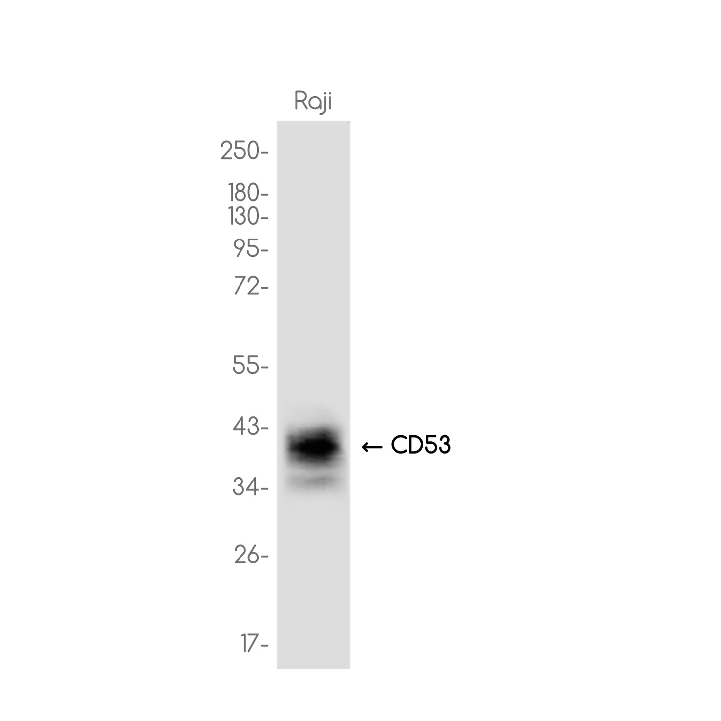 CD53 Rabbit Monoclonal Antibody