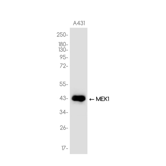 MEK1 Rabbit Monoclonal Antibody