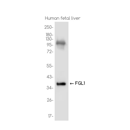 FGL1 Rabbit Monoclonal Antibody