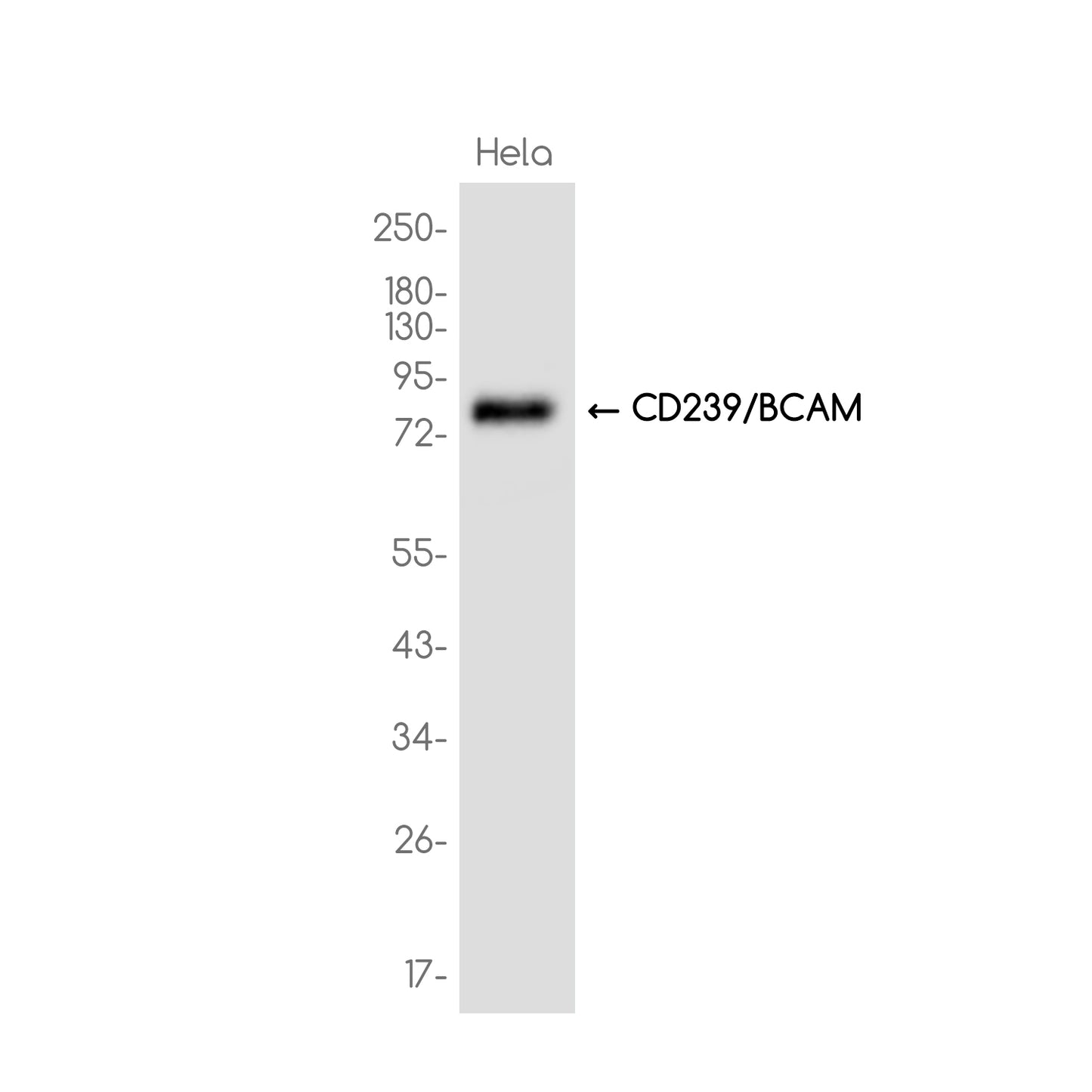 CD239/BCAM Rabbit Monoclonal Antibody