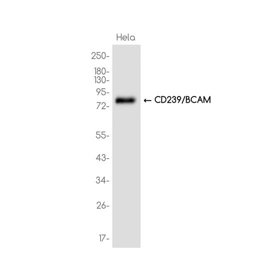 CD239/BCAM Rabbit Monoclonal Antibody
