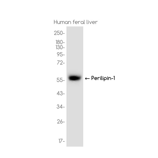 Perilipin 1 Rabbit Monoclonal Antibody