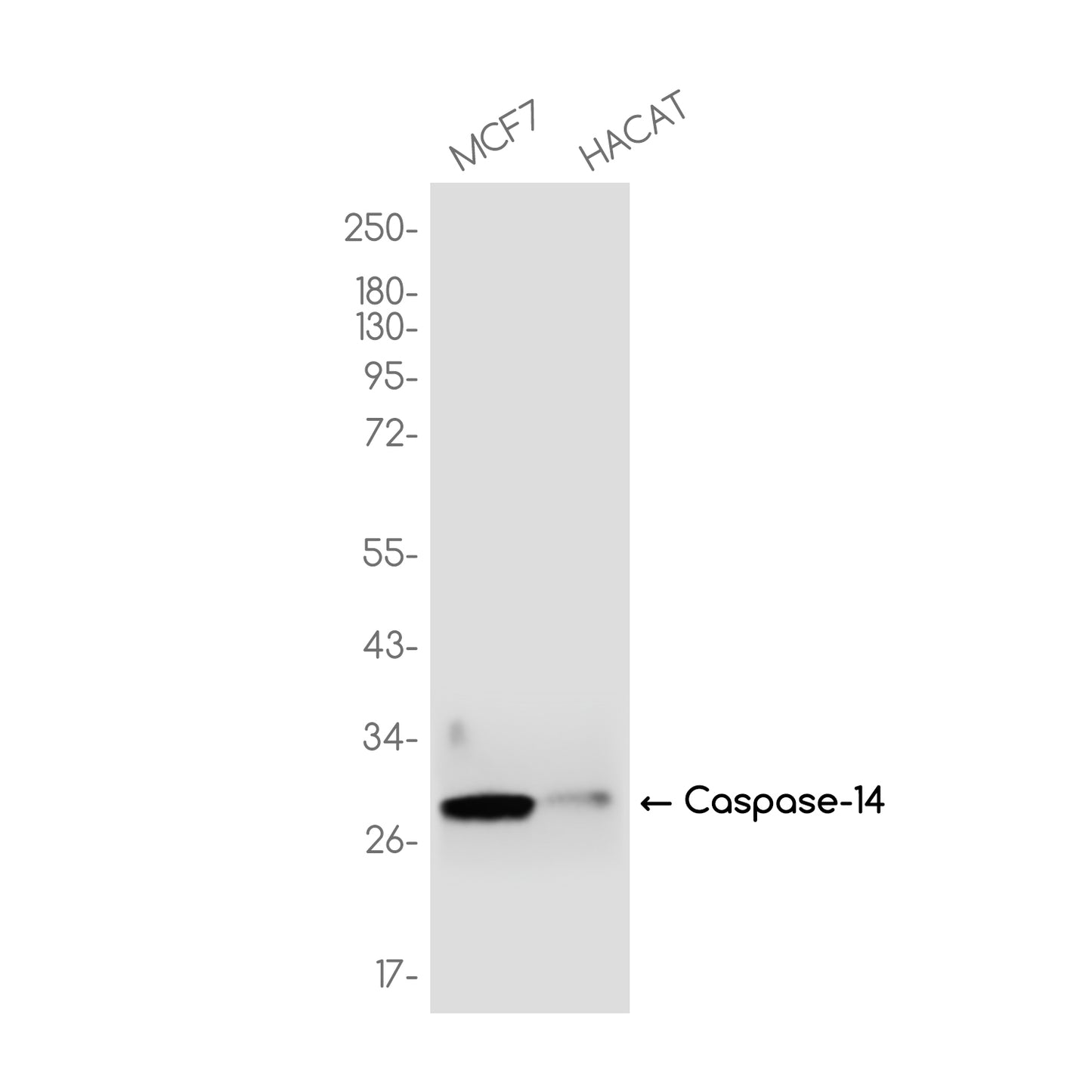 Caspase 14 Rabbit Monoclonal Antibody