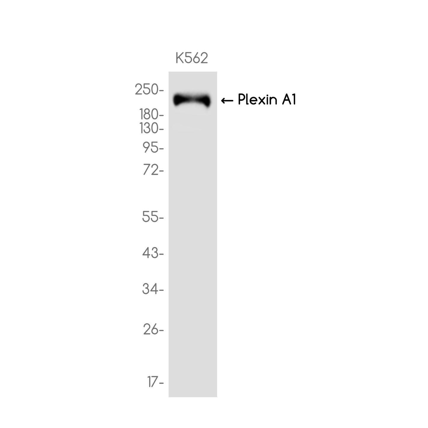 Plexin A1 Rabbit Monoclonal Antibody