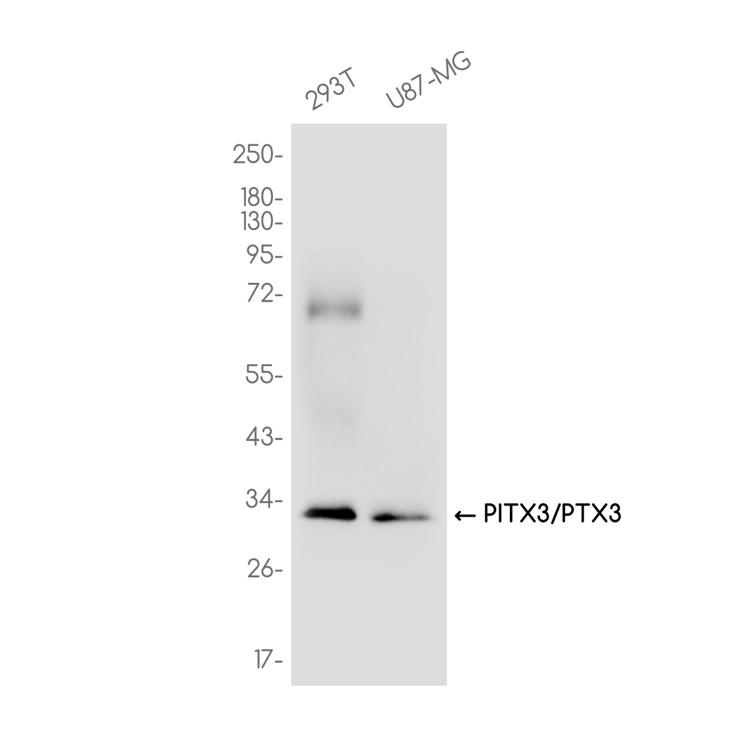 PITX3/PTX3 Rabbit Monoclonal Antibody