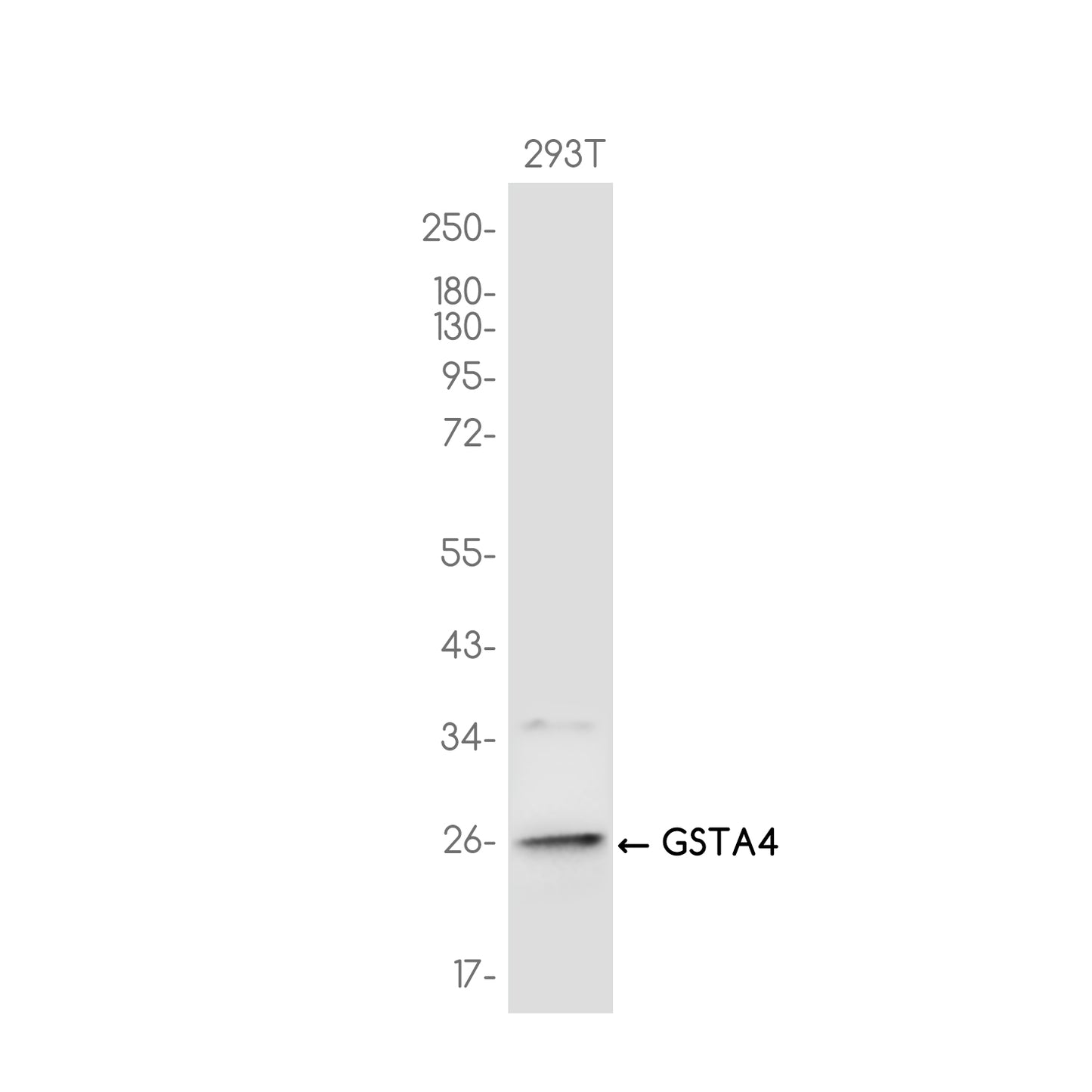 GSTA4 Rabbit Monoclonal Antibody