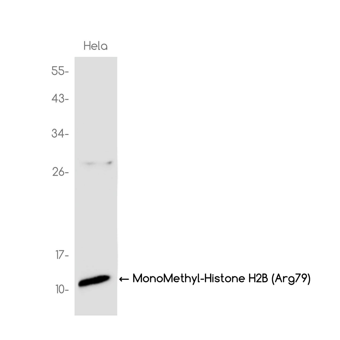 MonoMethyl-Histone H2B (Arg79) Rabbit Monoclonal Antibody