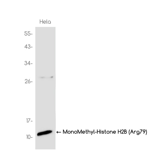 MonoMethyl-Histone H2B (Arg79) Rabbit Monoclonal Antibody