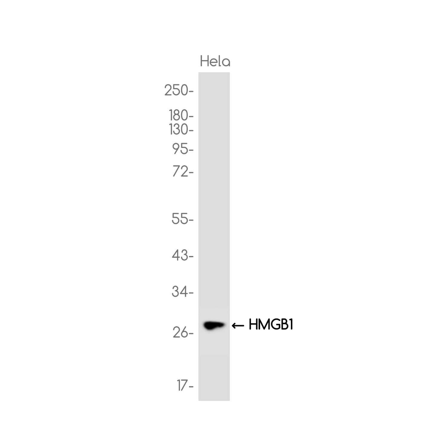 HMGB1 Rabbit Monoclonal Antibody