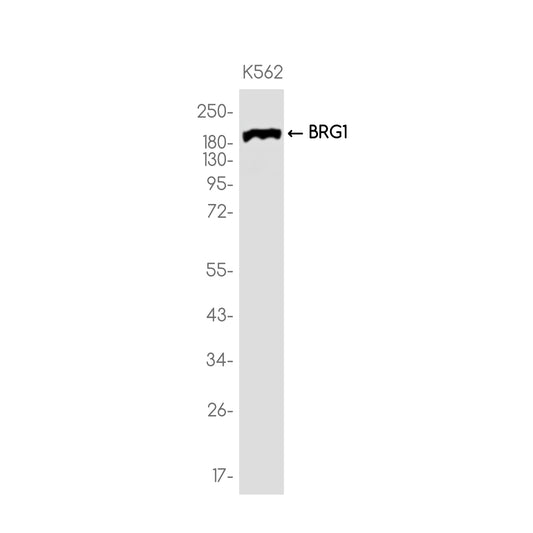 BRG1 Rabbit Monoclonal Antibody