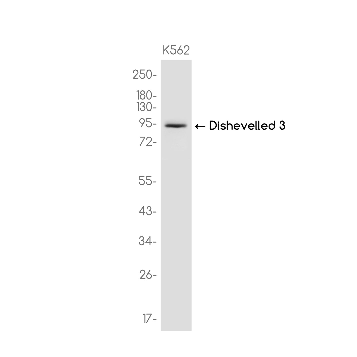 Dishevelled 3 Rabbit Monoclonal Antibody
