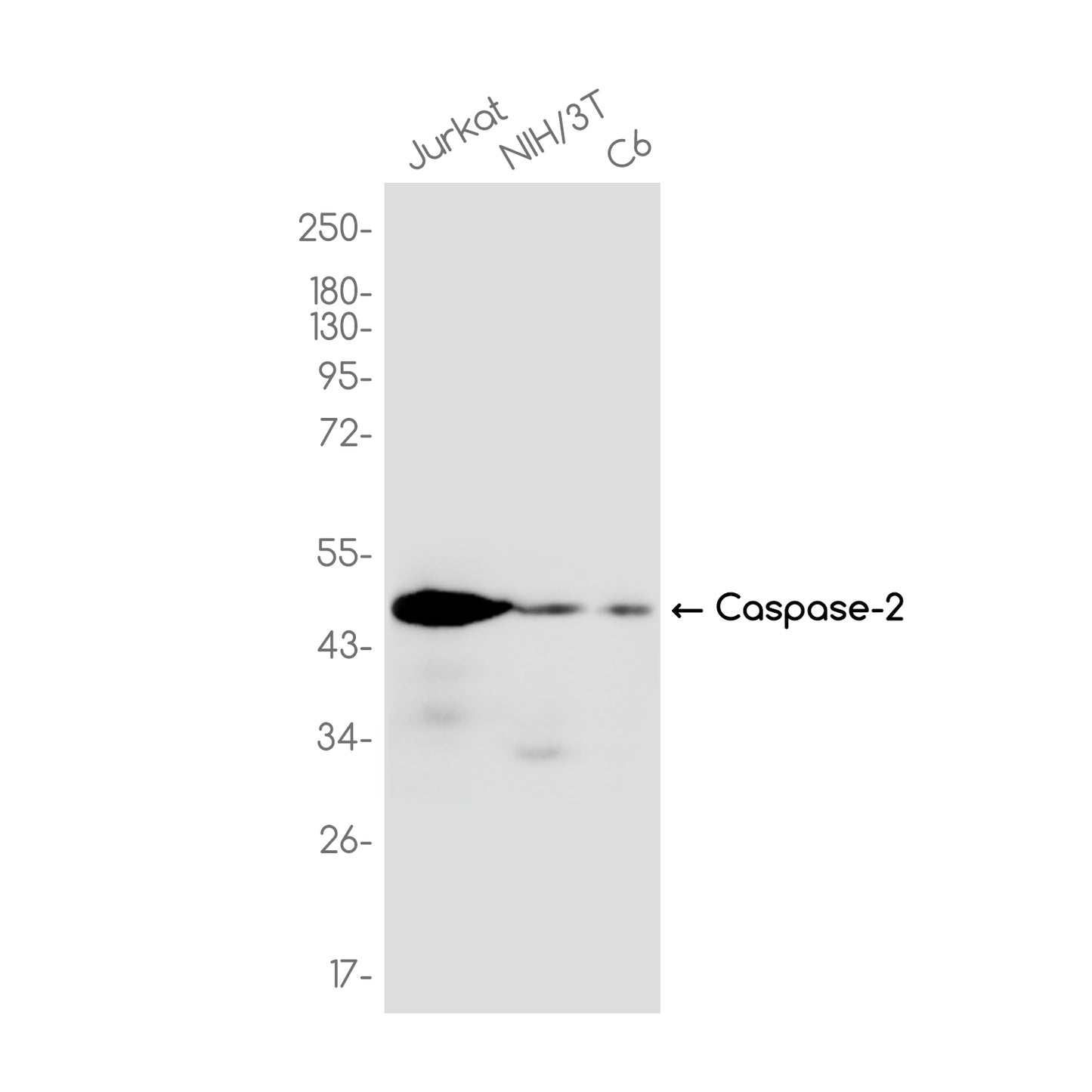 Caspase-2 Rabbit Monoclonal Antibody