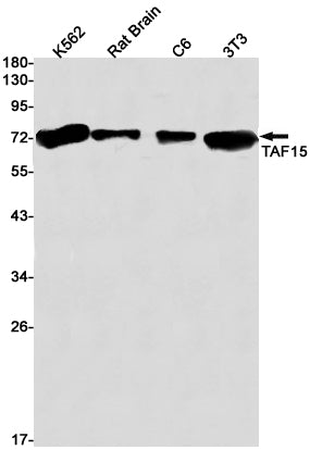 TAF15 Rabbit Monoclonal Antibody