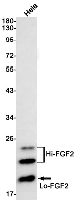 FGF2 Rabbit Monoclonal Antibody