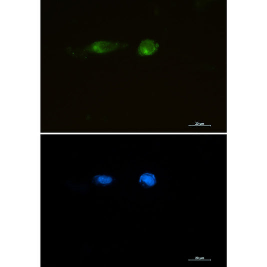 LRP1 Rabbit Monoclonal Antibody