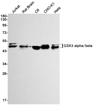 GSK3 alpha/beta Rabbit Monoclonal Antibody