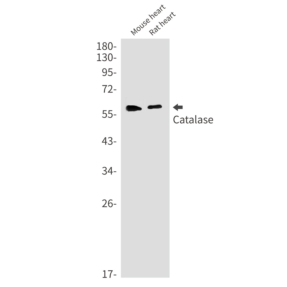 Catalase Rabbit Monoclonal Antibody