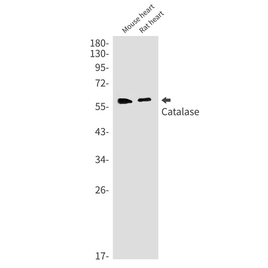 Catalase Rabbit Monoclonal Antibody
