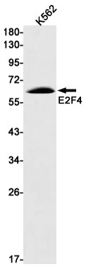 E2F4 Rabbit Monoclonal Antibody